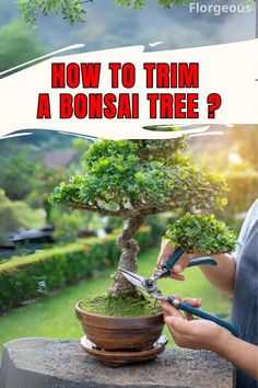 How to Trim a Bonsai Tree Bonsai Pruning, Bonsai Care, Indoor Bonsai, Tree Trimming, Bonsai Plants, Bonsai Garden, Bonsai Tree, Trim