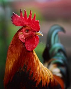 a rooster with red and black feathers is standing in the grass royalty images, stock photos