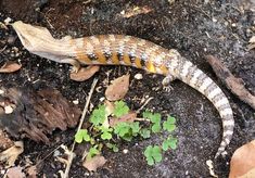 a snake that is laying on the ground next to some leaves and plants in dirt