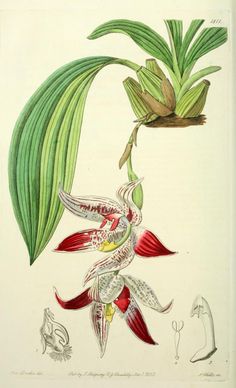 an illustration of a plant with red and white flowers