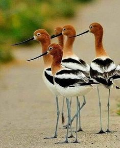 three birds standing on the side of a road with long beaks and legs, all looking in different directions