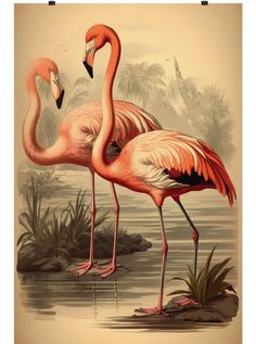 two flamingos are standing in the water with their beaks touching each other's necks