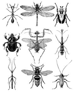 six different types of bugs and insects in black and white, each with an insect's head