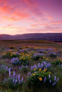 the sun is setting over a field with wildflowers and mountains in the background