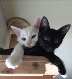 two black and white cats laying next to each other on a wooden table with their paws over the edge