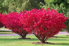 red flowering bushes in the middle of a park