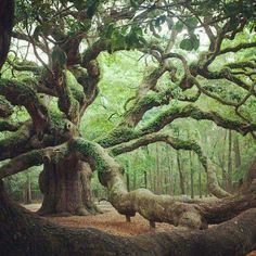 an old tree with moss growing on it's branches in the forest, surrounded by other trees