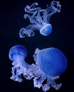 two blue jellyfishs floating in the dark water, with bubbles on their heads