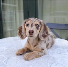 a brown and white dog laying on top of a table