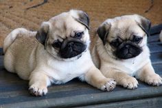 two small pug puppies are sitting on the floor