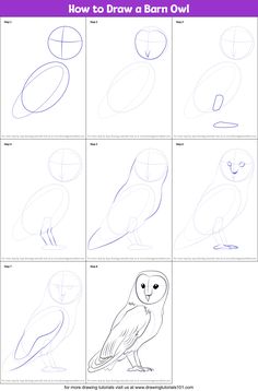 how to draw a barn owl