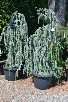 three large potted plants sitting next to each other