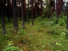 the woods are full of tall trees and green grass