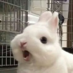 a white rabbit in a cage with it's mouth open