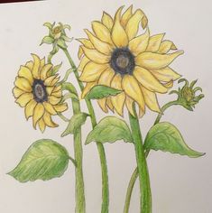 a drawing of two yellow sunflowers with green leaves