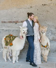 a man and woman standing next to two llamas