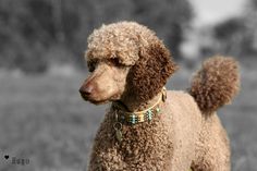 a brown poodle standing on top of a grass covered field