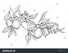 an orange tree branch with fruit and leaves on it, hand drawn in black and white