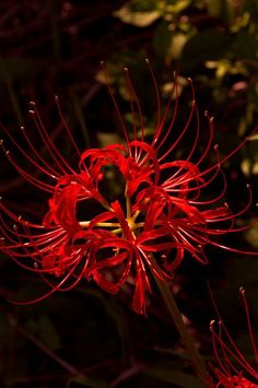 a red flower that is blooming in the sun