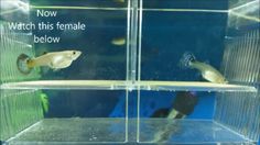 two fish in an aquarium with the caption now watch this female below and below