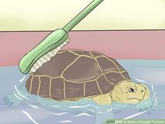 a turtle swimming in the water with a toothbrush on its back