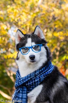 a husky dog wearing blue glasses and a scarf in front of trees with yellow leaves