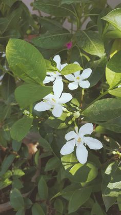 white flowers with green leaves in the background