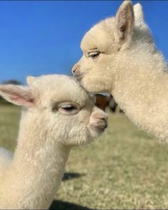 two white llamas standing next to each other on a field with blue sky in the background