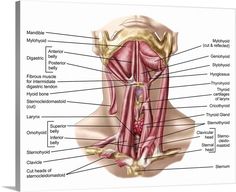 the muscles and their major structures are labeled in this diagram, with labels on each side