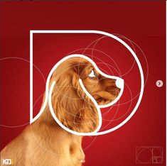 a dog is shown in the middle of a red and white poster with circles around it