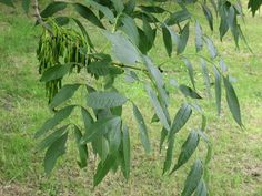 some green leaves on a tree in the grass