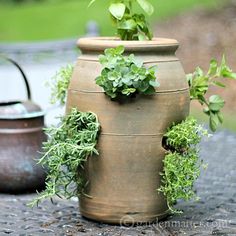 two pots with plants growing out of them sitting on a stone table top next to an old tea kettle