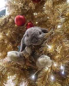 a gray cat sitting in the middle of a christmas tree