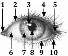 an eye is shown with arrows pointing in the direction of its iris and numbers on it