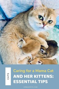 a cat and her kittens are laying on top of each other with the caption caring for a mama cat and her kittens essential tips