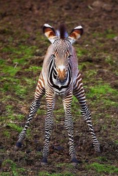 a zebra standing on top of a lush green field