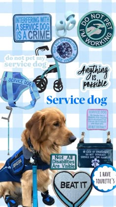 a brown dog sitting on top of a blue and white checkered floor covered in stickers