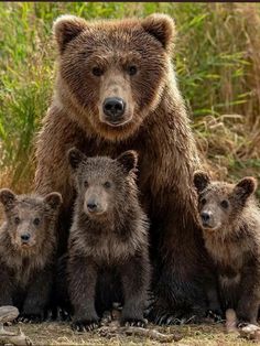 a large brown bear standing next to two baby bears