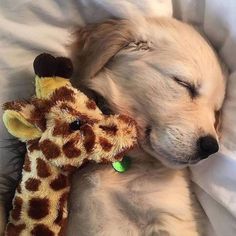 a puppy sleeping next to a stuffed giraffe