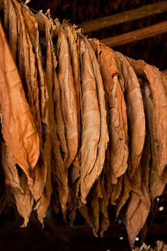 Agriculture Photos, Store Image, Humidor, Dry Leaf, African Food, Stock Photography Free, Planting Herbs, The Store, Cigars