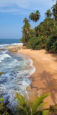 a sandy beach surrounded by palm trees and the ocean