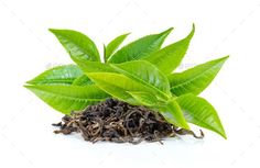 green tea leaves on white background - stock photo - images