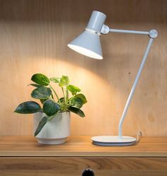 a potted plant sitting on top of a wooden table next to a white lamp