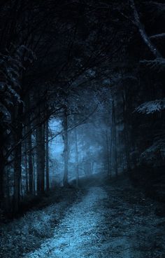 a path in the middle of a dark forest with trees on both sides at night