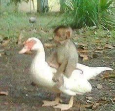 a monkey sitting on top of a white duck