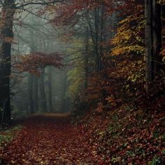 a path in the middle of a forest with lots of trees and leaves on it