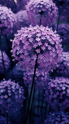 purple flowers in the middle of a field