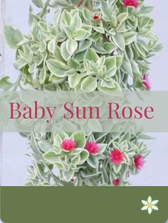 the baby sun rose is in bloom and it's green with pink flowers on it