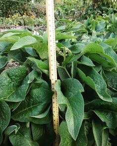 green plants are growing next to a measuring tape in the garden with trees and bushes behind them