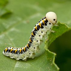 a close up of a caterpillar on a leaf